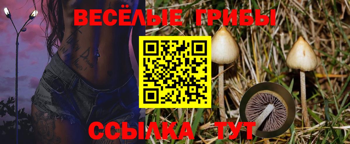 Галлюциногенные грибы Psilocybine cubensis  цена наркотик  Псилоцибиновые грибы прущие грибы  Кондопога 